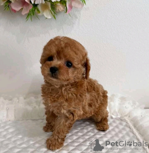 Photo №2 to announcement № 133709 for the sale of poodle (royal) - buy in United States 
