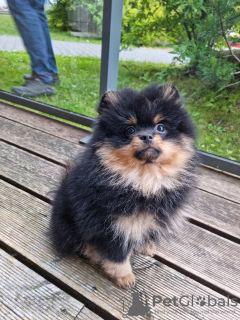 Photo №1. pomeranian - for sale in the city of Vilnius | 1691$ | Announcement № 54808