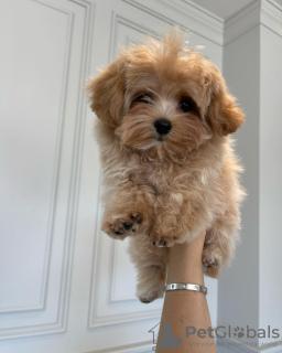 Photo №3. Gorgeous little Maltipoo puppies.. Germany