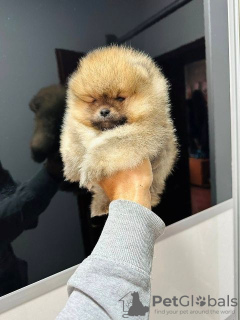 Photo №1. pomeranian - for sale in the city of Werbass | negotiated | Announcement № 119905