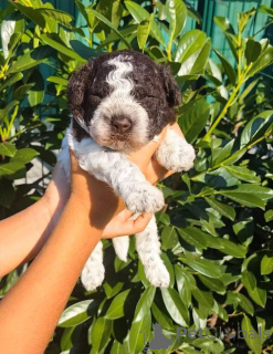 Photo №3. Lagotto Romagnolo puppies. Serbia
