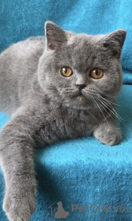 Photo №1. british shorthair - for sale in the city of Odessa | 416$ | Announcement № 25858