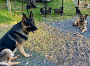 Photo №2 to announcement № 172411 for the sale of german shepherd - buy in Germany breeder