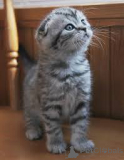 Photo №2 to announcement № 163441 for the sale of scottish fold - buy in Austria private announcement, breeder