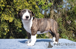 Photo №2 to announcement № 50291 for the sale of bull terrier - buy in Poland private announcement