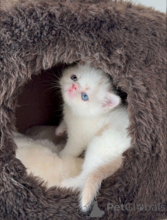 Photo №1. persian cat - for sale in the city of Helsinki | 568$ | Announcement № 163741