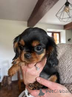Photo №2 to announcement № 165975 for the sale of cavalier king charles spaniel - buy in Portugal private announcement, breeder