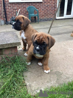 Photo №1. boxer - for sale in the city of Brussels | negotiated | Announcement № 170800