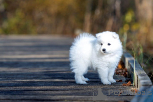 Photo №2 to announcement № 27753 for the sale of japanese spitz - buy in Estonia private announcement