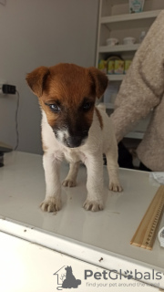 Additional photos: Fox terrier puppy