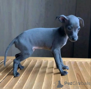 Photo №1. greyhound - for sale in the city of Baierbrunn | 392$ | Announcement № 158713