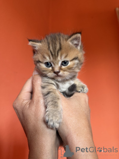 Photo №4. I will sell british shorthair in the city of Belgrade.  - price - negotiated