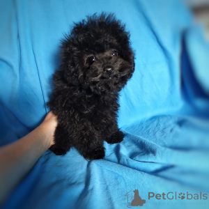 Photo №1. poodle (toy) - for sale in the city of Munich | 454$ | Announcement № 159055