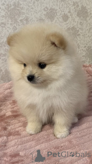 Photo №1. pomeranian - for sale in the city of Tomsk | 355$ | Announcement № 140843