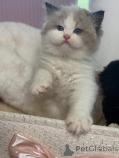 Photo №2 to announcement № 157126 for the sale of ragdoll - buy in Switzerland breeder