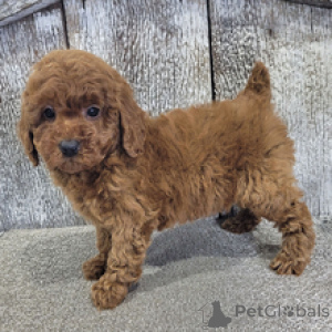 Photo №3. Poodle Male 10 weeks old Ready to go home. Germany