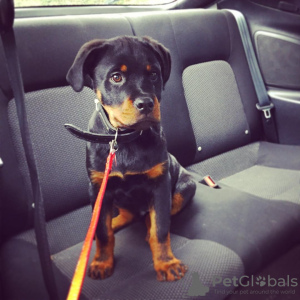 Photo №2 to announcement № 88539 for the sale of rottweiler - buy in Sweden private announcement