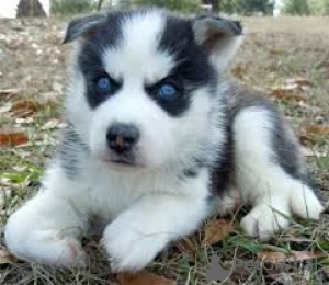 Photo №1. siberian husky - for sale in the city of Арнем | negotiated | Announcement № 93379