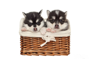 Photo №1. alaskan klee kai - for sale in the city of Moscow | Negotiated | Announcement № 2472