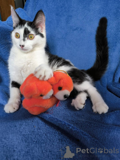 Photo №2 to announcement № 135297 for the sale of  - buy in Belarus private announcement