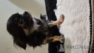 Photo №2 to announcement № 138121 for the sale of chihuahua - buy in Finland private announcement