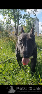 Photo №4. Mating bull terrier in Belarus. Announcement № 114682