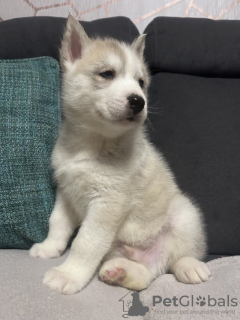 Photo №2 to announcement № 133712 for the sale of siberian husky - buy in United States private announcement