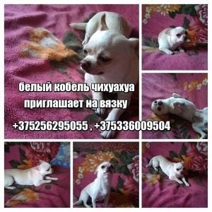 Photo №1. Mating service - breed: chihuahua. Price - 25$