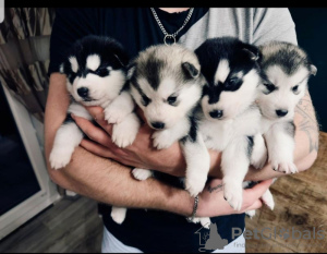 Photo №2 to announcement № 75771 for the sale of siberian husky - buy in Lithuania private announcement, breeder