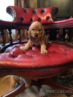 Photo №4. I will sell american cocker spaniel in the city of Basel. private announcement, breeder - price - 370$