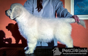 Photo №3. Golden retriever puppies. Montenegro