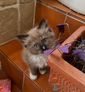 Photo №1. ragdoll - for sale in the city of Inch Beach | negotiated | Announcement № 155557
