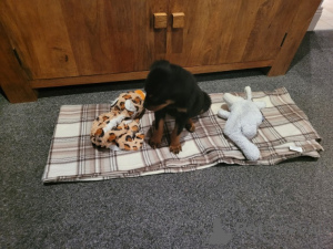 Photo №2 to announcement № 172219 for the sale of rottweiler - buy in Italy private announcement