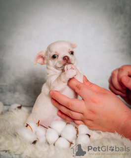 Photo №2 to announcement № 10385 for the sale of chihuahua - buy in Russian Federation breeder