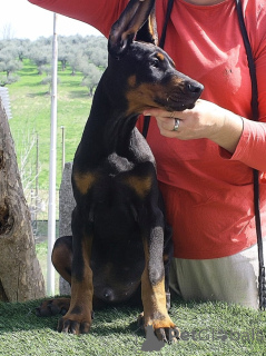 Photo №3. European Dobermann Puppies of Excellent Bloodline. Italy