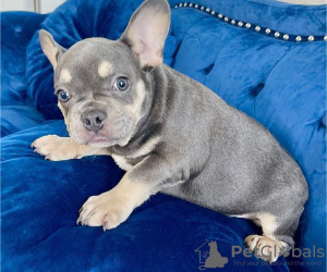 Photo №2 to announcement № 56603 for the sale of french bulldog - buy in Germany private announcement