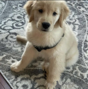 Photo №1. golden retriever - for sale in the city of Antwerp | Is free | Announcement № 165258