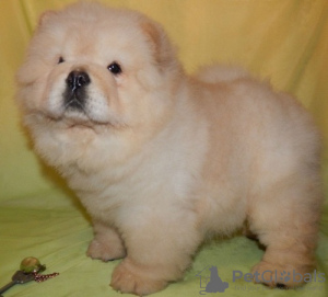 Photo №1. chow chow - for sale in the city of Budapest | negotiated | Announcement № 56811