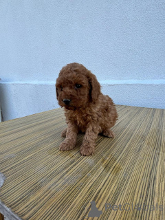 Photo №3. Meet Our Adorable Christmas Toy Poodle Pup. United Kingdom