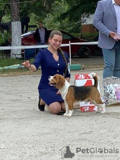 Photo №3. Bigl knitting in Russian Federation. Announcement № 133040