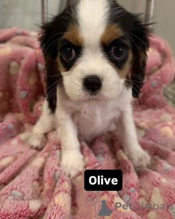 Photo №4. I will sell cavalier king charles spaniel in the city of ALAVUS. private announcement - price - 568$