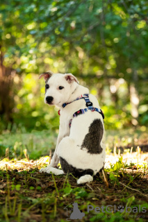 Photo №3. Beautiful Dart puppy in good hands.. Russian Federation