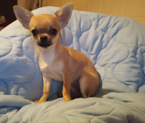 Photo №2 to announcement № 7127 for the sale of chihuahua - buy in Belarus breeder