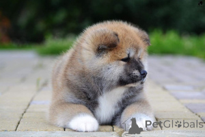 Photo №1. akita - for sale in the city of Bienne | 516$ | Announcement № 172056