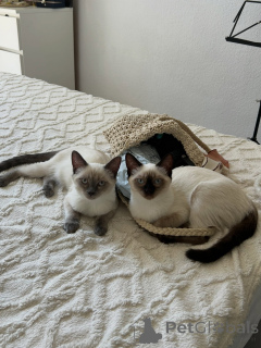 Photo №1. siamese cat - for sale in the city of Munich | negotiated | Announcement № 171094