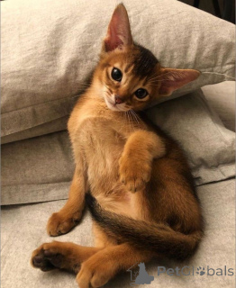 Photo №2 to announcement № 156803 for the sale of abyssinian cat - buy in Germany from the shelter, breeder