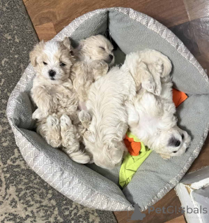 Photo №1. maltipu - for sale in the city of Hessisch lichtenau | 847$ | Announcement № 150164