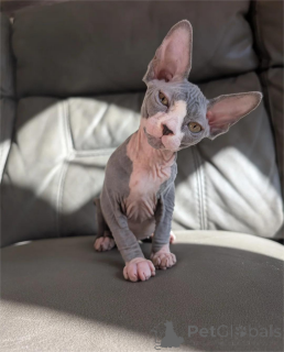 Photo №2 to announcement № 151617 for the sale of sphynx-katze - buy in Germany 