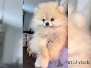 Photo №3. Sweet Pomeranian Zwergspitz puppies. Germany