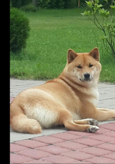 Photo №1. shiba inu - for sale in the city of St. Petersburg | Negotiated | Announcement № 5114